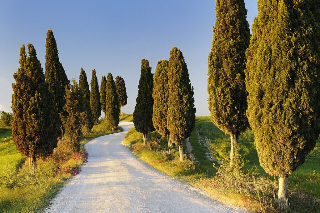 71096713 rural road with cypress trees val d orcia orcia valley fields and cypress trees tuscany landscape unesco world