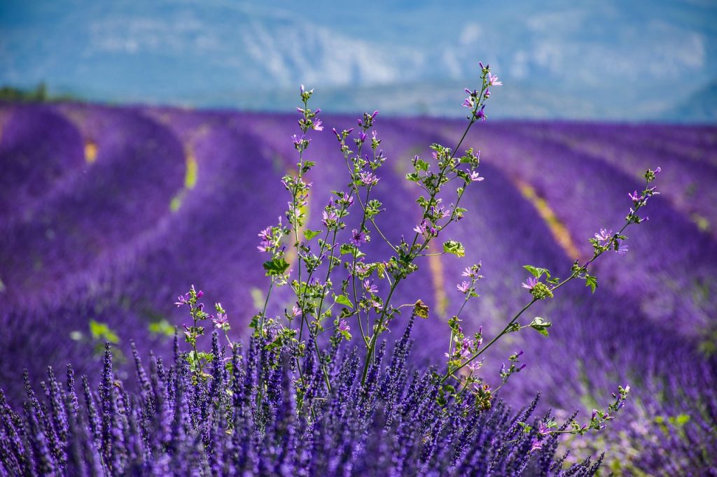 lavender, beautiful nature, nature wallpaper, windows wallpaper, lavender field, flowers, beautiful flowers, cool backgrounds, purple, moustiers-sainte-marie, free wallpaper, periwinkle, nature, mac wallpaper, full hd wallpaper, scenery, explore, free background, france, provence, nature background, europe, laptop wallpaper, natural, beauty, countryside, provencal, desktop backgrounds, south of france, southern france, flower wallpaper, flower background, hd wallpaper, 4k wallpaper, tourism, wallpaper hd, wallpaper 4k, wallpaper, background, 4k wallpaper 1920x1080, beautiful wallpaper, alpes-de-haute-provence