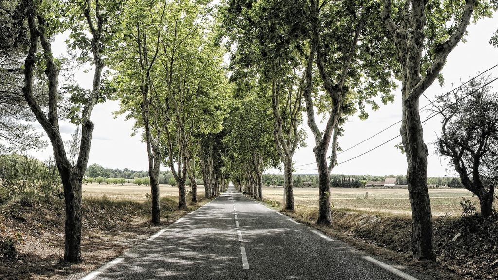 avenue, trees, path, tree, nature, mood, road, france, route