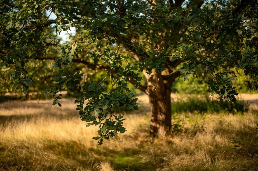 oak, tree, forest, meadow, fall, nature, grass, big tree, sunlight