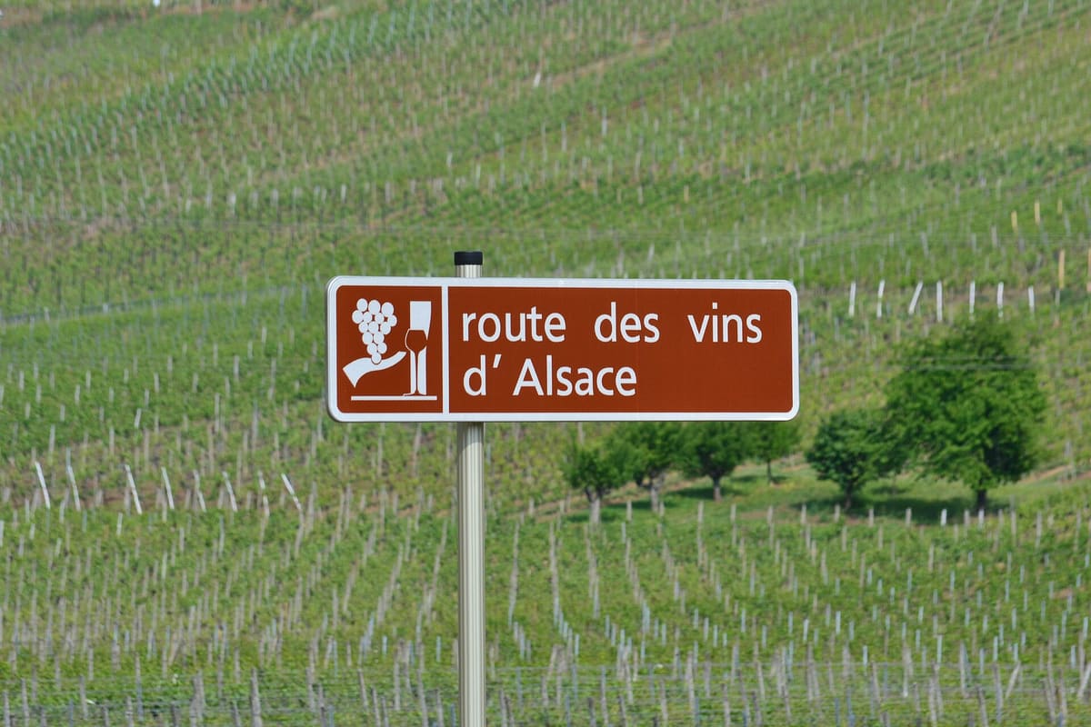 Vineyards along the Alsace Wine Route